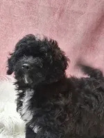 Danny, a male Maltipoo for sale in Mexico, MO – 1 of 5