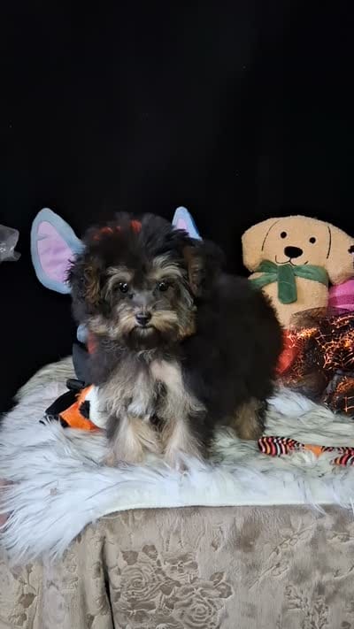 Gyspy , a female Yorkipoo for sale in Mexico, MO – 6 of 7