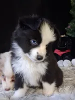 Frankie, a male Miniature Australian Shepherd for sale in Mexico, MO – 2 of 7