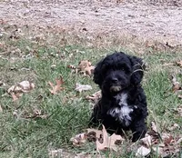 Tucker, a male Havapoo for sale in Mexico, MO – 4 of 8