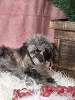 Spice, a male Poodle - Toy  for sale in Mexico, MO – 6 of 6