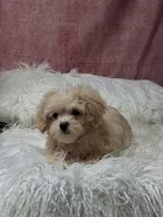 KENDI , a female Maltipoo for sale in Mexico, MO – 4 of 4