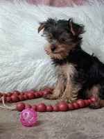 Luke, a male Yorkshire Terrier for sale in Mexico, MO – 2 of 6