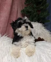 Liberty , a male Havanese for sale in Mexico, MO – 4 of 7