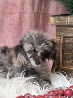 Spice, a male Poodle - Toy  for sale in Mexico, MO – 5 of 6