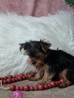 Luke, a male Yorkshire Terrier for sale in Mexico, MO – 6 of 6