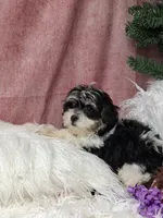 Liberty , a male Havanese for sale in Mexico, MO – 3 of 7