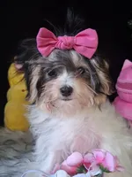 Tilly, a female Morkie for sale in Mexico, MO – 4 of 5
