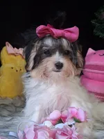 Tilly, a female Morkie for sale in Mexico, MO – 3 of 5