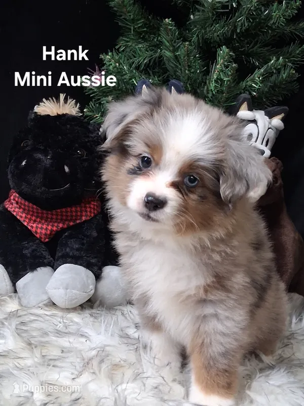 Hank – Miniature Australian Shepherd puppy for sale in Mexico, MO