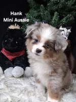 Hank, a male Miniature Australian Shepherd for sale in Mexico, MO – 1 of 8