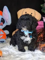 Tucker, a male Havapoo for sale in Mexico, MO – 7 of 8