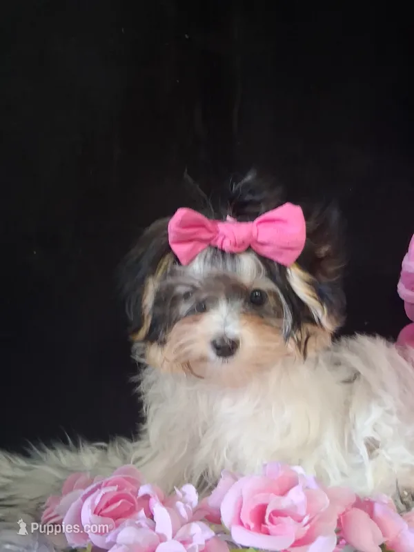 Tilly – Morkie puppy for sale in Mexico, MO