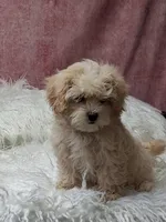 KENDI , a female Maltipoo for sale in Mexico, MO – 2 of 4