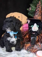 Tucker, a male Havapoo for sale in Mexico, MO – 2 of 8