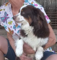 Cody  hold, a male Miniature Australian Shepherd for sale in Mexico, MO – Photo 9 of 9