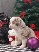 Cody  hold, a male Miniature Australian Shepherd for sale in Mexico, MO – Photo 7 of 9