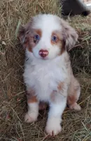 Cody  hold, a male Miniature Australian Shepherd for sale in Mexico, MO – Photo 1 of 9