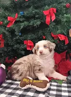 Cody  hold, a male Miniature Australian Shepherd for sale in Mexico, MO – Photo 6 of 9
