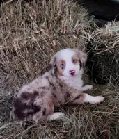 Cody  hold, a male Miniature Australian Shepherd for sale in Mexico, MO – Photo 2 of 9