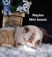 Waylon, a male Miniature Australian Shepherd for sale in Mexico, MO – 2 of 8