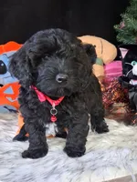 Toby, a male Havapoo for sale in Mexico, MO – 2 of 7