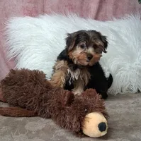 Louie, a male Yorkshire Terrier for sale in Mexico, MO – 6 of 7