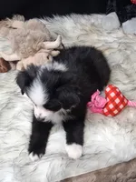 Jolene, a female Miniature Australian Shepherd for sale in Mexico, MO – 2 of 8