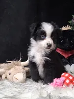 Jolene, a female Miniature Australian Shepherd for sale in Mexico, MO – 4 of 8
