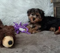 Louie, a male Yorkshire Terrier for sale in Mexico, MO – 3 of 7