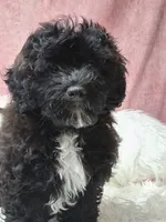 Danny, a male Maltipoo for sale in Mexico, MO – 5 of 5