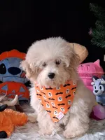 Chance, a male Maltipoo for sale in Mexico, MO – 2 of 5