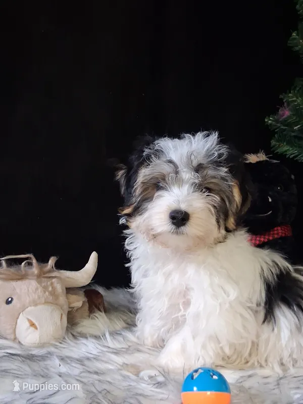 Tommy – Morkie puppy for sale in Mexico, MO