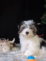 Tommy, a male Morkie for sale in Mexico, MO – 1 of 4
