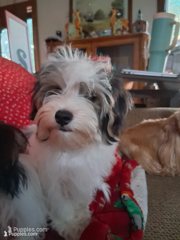 Tommy – Morkie puppy for sale in Mexico, MO