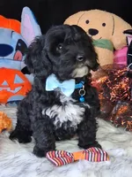 Tucker, a male Havapoo for sale in Mexico, MO – 3 of 8