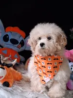Chance, a male Maltipoo for sale in Mexico, MO – 1 of 5