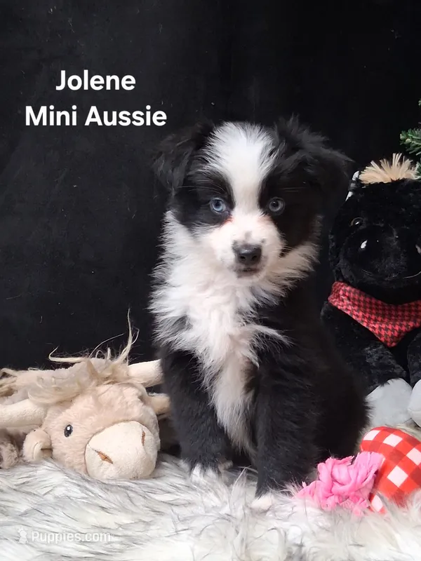 Jolene – Miniature Australian Shepherd puppy for sale in Mexico, MO