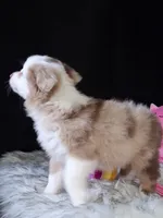 Dolly, a female Miniature Australian Shepherd for sale in Mexico, MO – 3 of 8