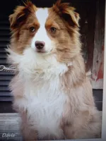 Jessie hold, a female Miniature Australian Shepherd for sale in Mexico, MO – Photo 10 of 10