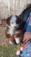 Jessie hold, a female Miniature Australian Shepherd for sale in Mexico, MO – Photo 1 of 10