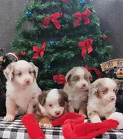 Jessie hold, a female Miniature Australian Shepherd for sale in Mexico, MO – Photo 8 of 10