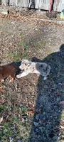 Jessie hold, a female Miniature Australian Shepherd for sale in Mexico, MO – Photo 2 of 10