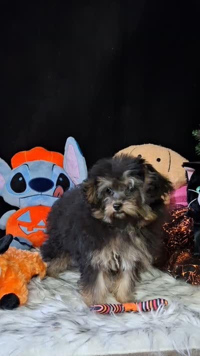 Gyspy , a female Yorkipoo for sale in Mexico, MO – 7 of 7