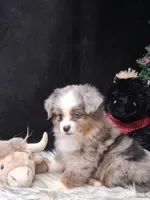 Hank, a male Miniature Australian Shepherd for sale in Mexico, MO – 4 of 8