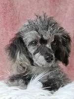 Spice, a male Poodle - Toy  for sale in Mexico, MO – 2 of 6