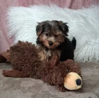 Louie, a male Yorkshire Terrier for sale in Mexico, MO – 4 of 7