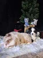 Waylon, a male Miniature Australian Shepherd for sale in Mexico, MO – 5 of 8