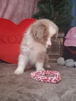 Frankie, a male Miniature Australian Shepherd for sale in Mexico, MO – Photo 5 of 7