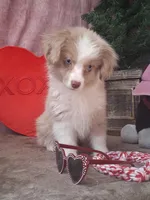 Frankie, a male Miniature Australian Shepherd for sale in Mexico, MO – Photo 3 of 7